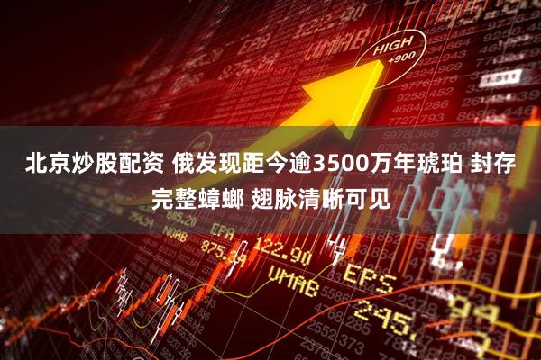 北京炒股配资 俄发现距今逾3500万年琥珀 封存完整蟑螂 翅脉清晰可见